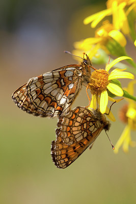 BUITEN BEELD Foto: 73177