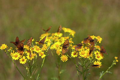 BUITEN BEELD Foto: 73181