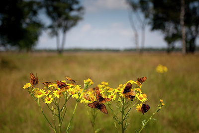 BUITEN BEELD Foto: 73182