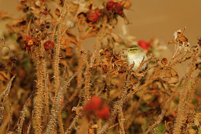 BUITEN BEELD Foto: 73194