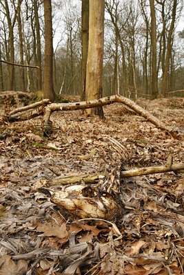 BUITEN BEELD Foto: 73195