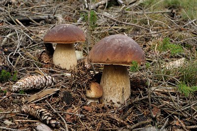 BUITEN BEELD Foto: 73205