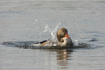 BUITEN BEELD Foto: 73216