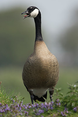 BUITEN BEELD Foto: 73219