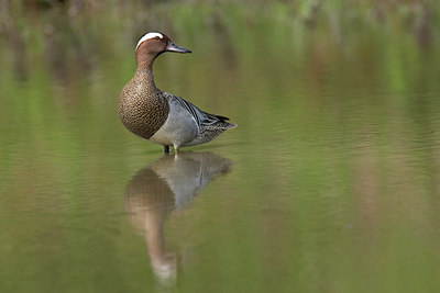 BUITEN BEELD Foto: 73222