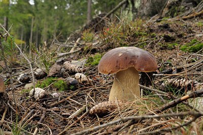 BUITEN BEELD Foto: 73225