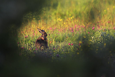 BUITEN BEELD Foto: 73240
