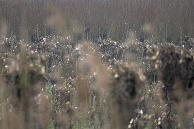 BUITEN BEELD Foto: 73248