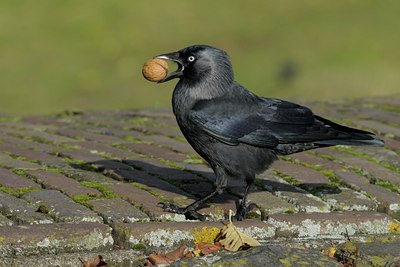 BUITEN BEELD Foto: 73271