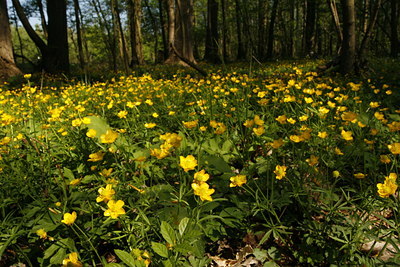 BUITEN BEELD Foto: 73290