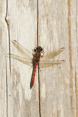 BUITEN BEELD Foto: 73294