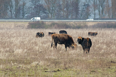 BUITEN BEELD Foto: 73298