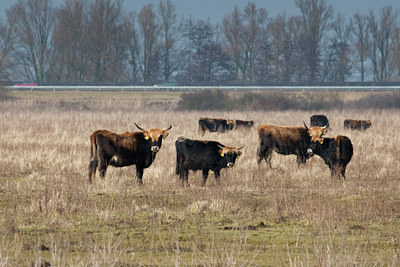 BUITEN BEELD Foto: 73299