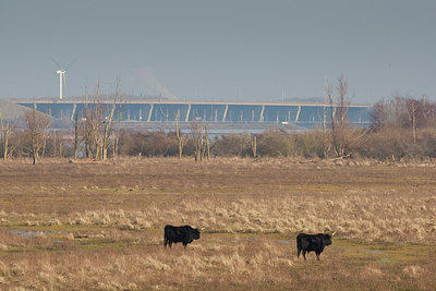 BUITEN BEELD Foto: 73300