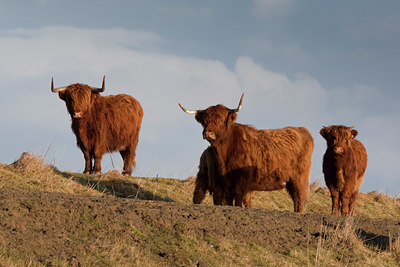 BUITEN BEELD Foto: 73349