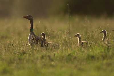 BUITEN BEELD Foto: 73407