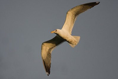 BUITEN BEELD Foto: 73409
