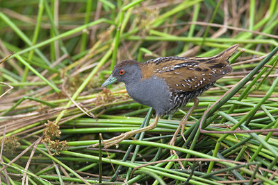 BUITEN BEELD Foto: 73413