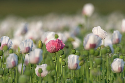 BUITEN BEELD Foto: 73432