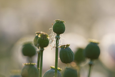 BUITEN BEELD Foto: 73437