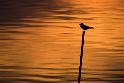 BUITEN BEELD Foto: 73447
