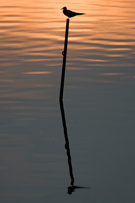 BUITEN BEELD Foto: 73448