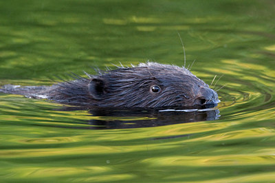 BUITEN BEELD Foto: 73451