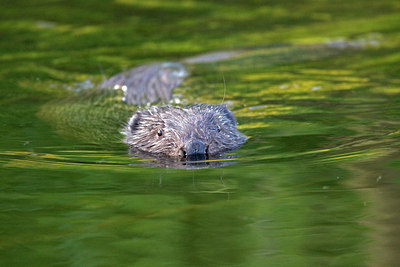 BUITEN BEELD Foto: 73452