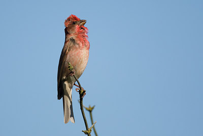 BUITEN BEELD Foto: 73453