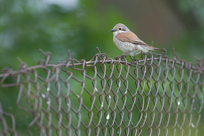 BUITEN BEELD Foto: 73475