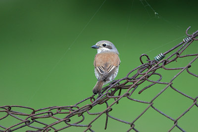 BUITEN BEELD Foto: 73477