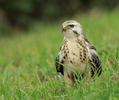 BUITEN BEELD Foto: 73561