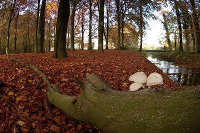 BUITEN BEELD Foto: 73602