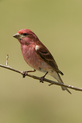 BUITEN BEELD Foto: 73672