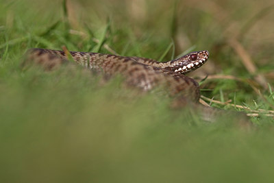 BUITEN BEELD Foto: 73675
