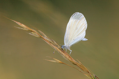 BUITEN BEELD Foto: 73681