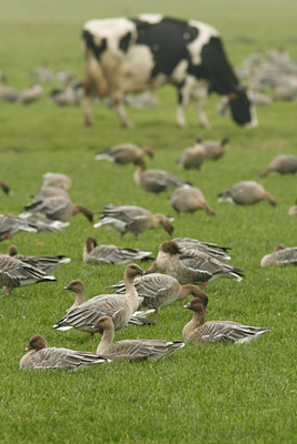 BUITEN BEELD Foto: 73707