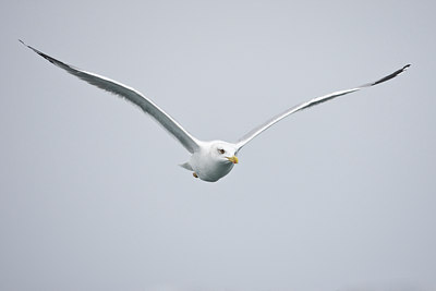 BUITEN BEELD Foto: 73718