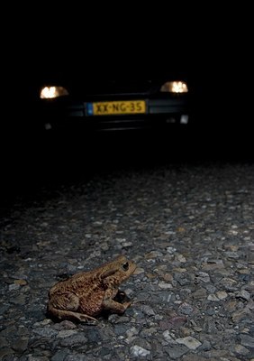 BUITEN BEELD Foto: 73764