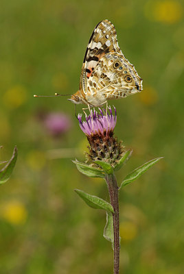 BUITEN BEELD Foto: 73813