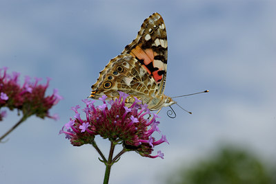 BUITEN BEELD Foto: 73814