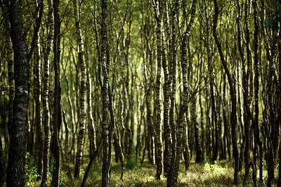 BUITEN BEELD Foto: 73817