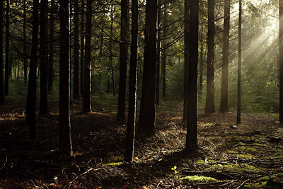 BUITEN BEELD Foto: 73862