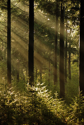 BUITEN BEELD Foto: 73871