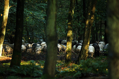 BUITEN BEELD Foto: 73920