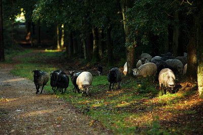 BUITEN BEELD Foto: 73922
