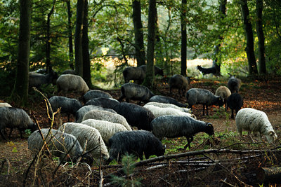 BUITEN BEELD Foto: 73924