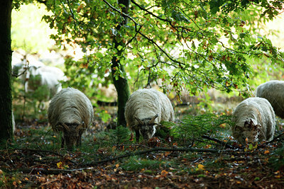 BUITEN BEELD Foto: 73926
