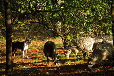 BUITEN BEELD Foto: 73936