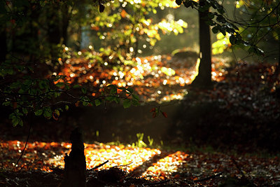 BUITEN BEELD Foto: 73954